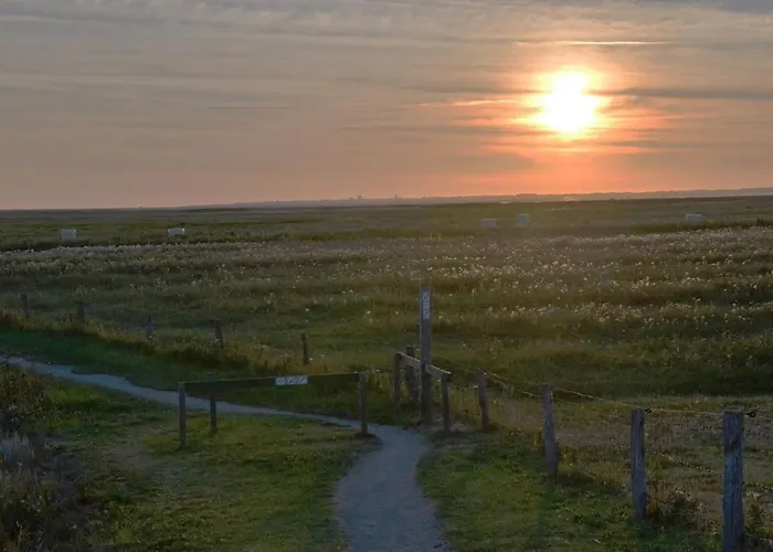 Seemoewe Am Naturstrand