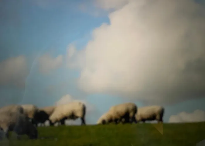 Seemoewe Am Naturstrand 公寓