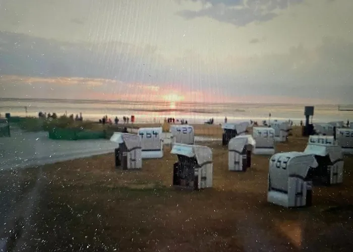 Seemoewe Am Naturstrand